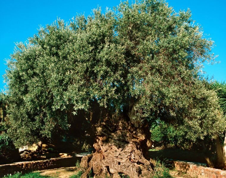 بهترین نوع زیتون