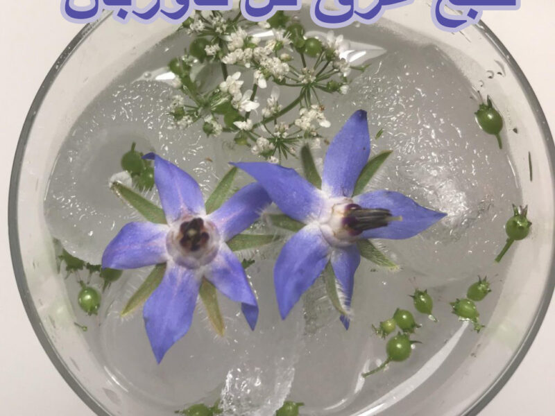 طبع عرق گل گاوزبان